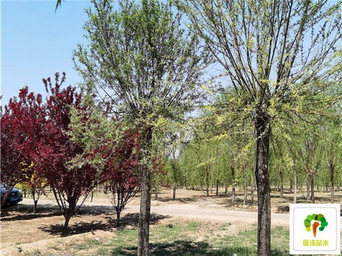 20公分饅頭柳樹(shù)苗 15公分饅頭柳供應(yīng)