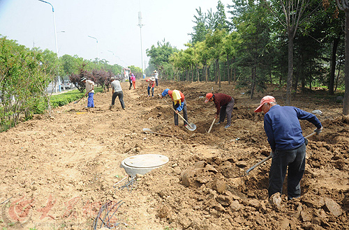萊山區(qū)山海南路綠化施工 提升主次干道綠化水平