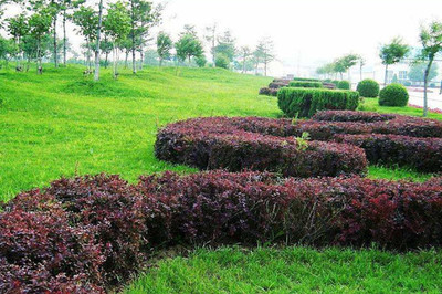 綠籬、色塊、色帶及體育場(chǎng)地設(shè)施的定點(diǎn)放線方法與步驟