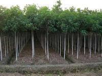 邵陽(yáng)PVC塑膠地板工程與園林綠化 一站式原材料采購(gòu)解決方案